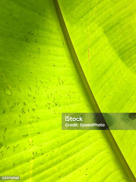 Green Banana Texture Stock Photo - Download Image Now - 2015, Backgrounds, Banana Leaf