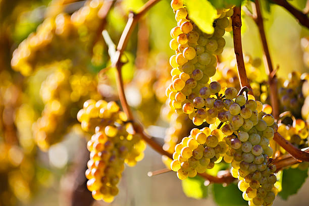 orgánicos chardonnay maduras uvas - kelowna chardonnay grape vineyard grape fotografías e imágenes de stock