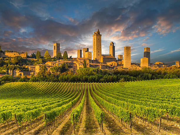 weinberge in der toskana, italien - chianti region stock-fotos und bilder