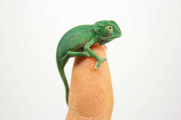 Green panther chameleon close-up. Chameleon sits on a green leaf.