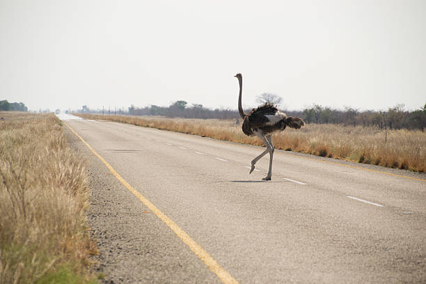 African traffic, an ostrich crossing the road