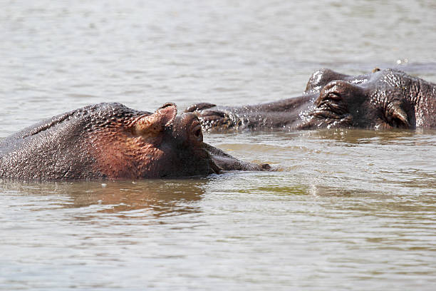 istock Hippos swimming in a lake 533742317