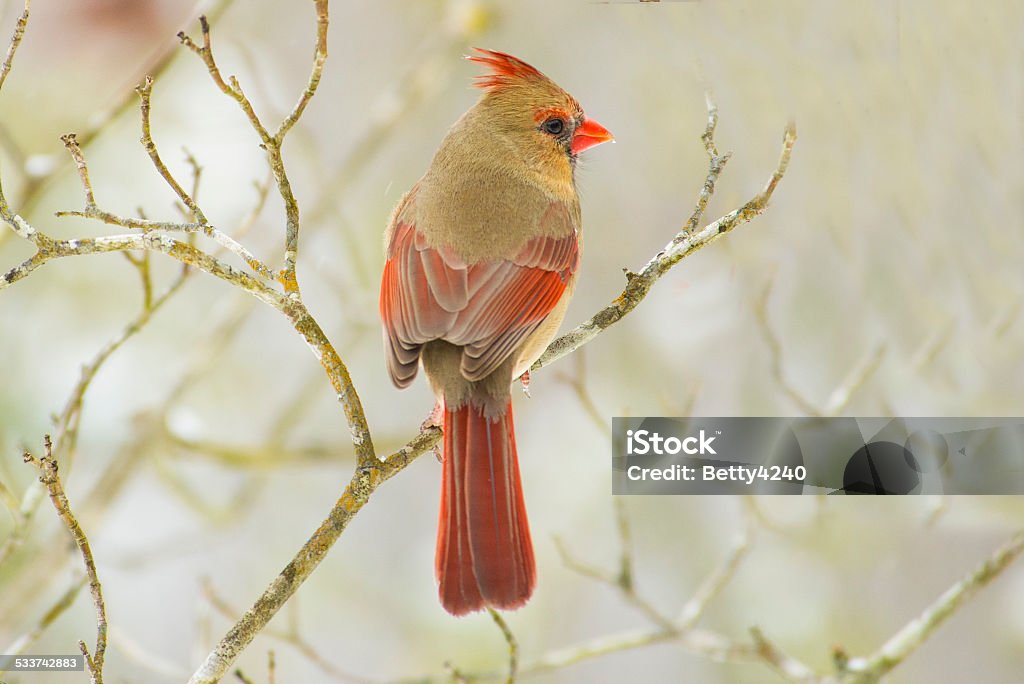 Femme Cardinal sur un jour neigeux. - Photo de Cardinal - Oiseau libre de droits