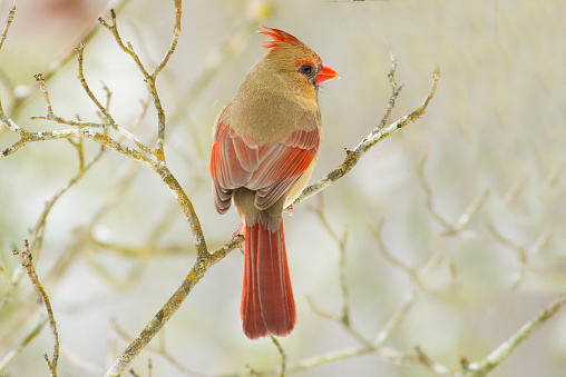 female, bird, cardinal