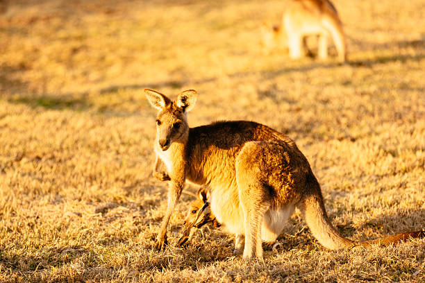 istock Female kangaroo with little joey 533743325