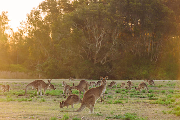 Herd of kangaroos at twilight stock photo