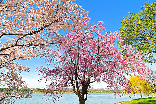 istock Peak of cherry blossom in Washington, DC. 533744397