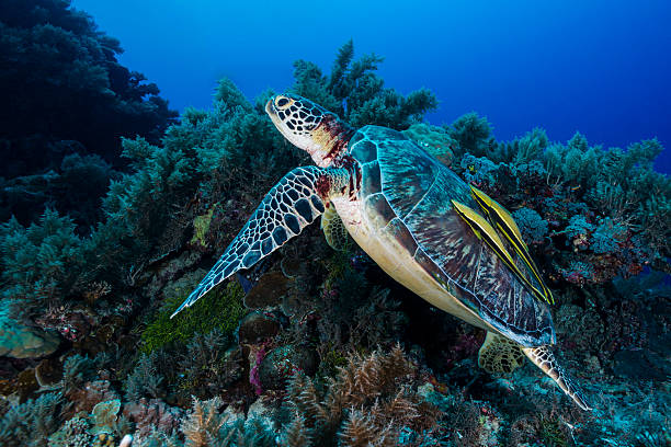 Sea Turtle Sea turtle swimming in the rich coral reefs of Palau pilot fish stock pictures, royalty-free photos & images