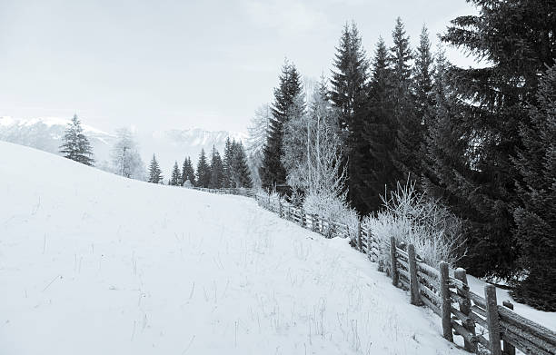 Fence and trees in Winter Snow stock photo