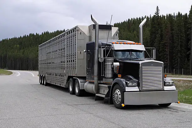 Photo of Cattle Carrier