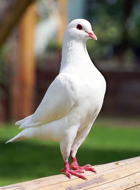 istock White pigeon - imperial-pigeon - ducula 533747189