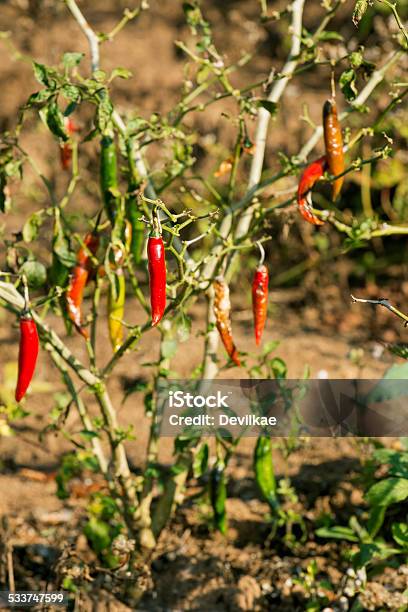 Red Chili Pepper On Tree In The Bush Stock Photo - Download Image Now - Pepper - Seasoning, Textile Patch, 2015