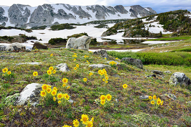 istock Meadow of wild flowers in Snowy Range Mountains 533747805