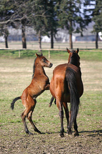 istock Foal jumping in sunny pasture land 533748531