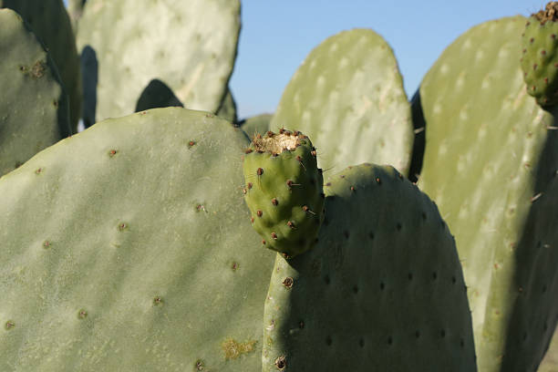 istock Opuntia ficus-indica 533773571