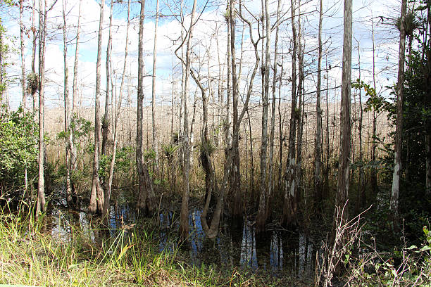 istock Cypress trees in a swamp 533774241