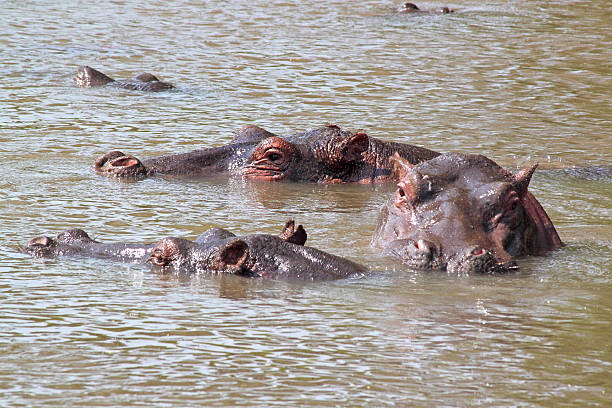 istock Hippos swimming in a lake 533774319