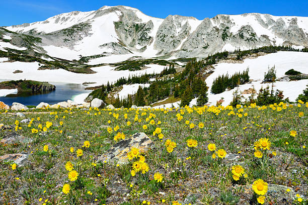 istock Apline meadow with wild flowers in Snowy Range Mountains 533774409