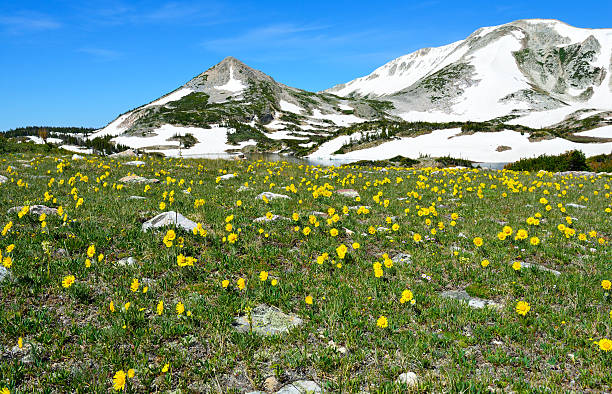 istock Alpine meadow with wild flowers in Snowy Range 533774413