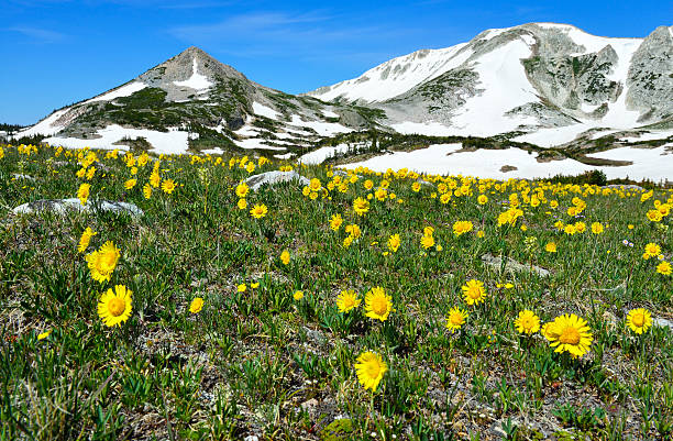 istock Alpine meadow with wild flowers in Snowy Range Mountains 533774423