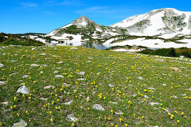 istock Alpine meadow with wild flowers in Snowy Range Mountains 533774445