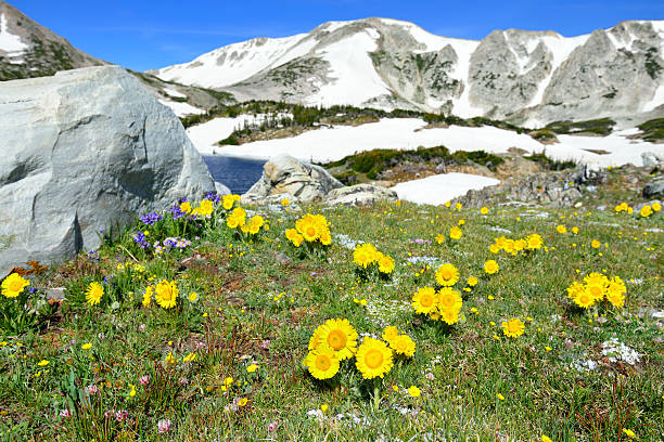 istock Alpine meadow with wild flowers in Snowy Range 533774461