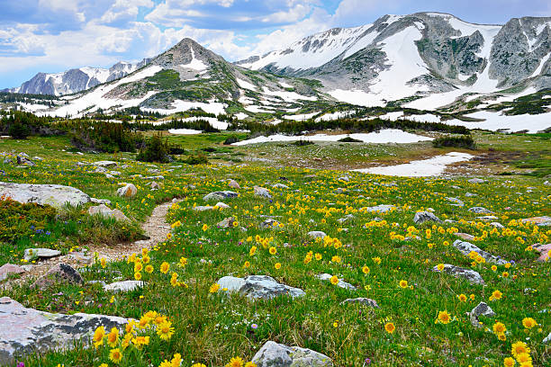 istock Trail through the alpine meadow with wild flowers 533775297