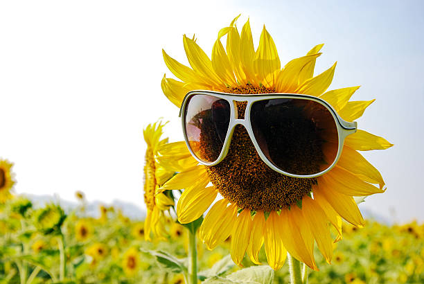 istock Sunflower with sunglasses 533776219