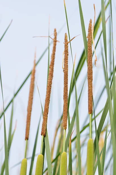 espadaña verde - long grass uncultivated plant stage plant condition fotografías e imágenes de stock