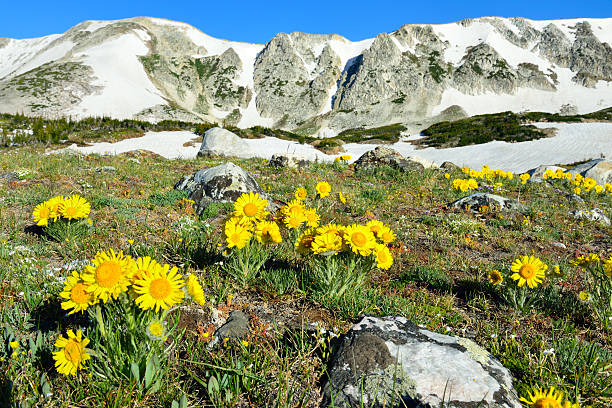 istock Alpine meadow with closeup wild flowers 533777999