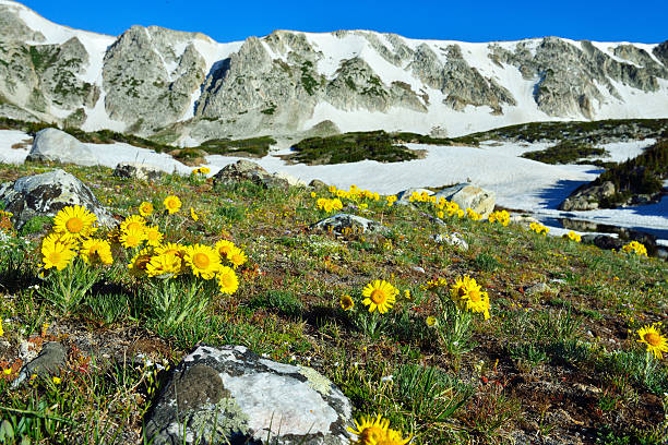 istock Alpine meadow with closeup wild flowers 533778001