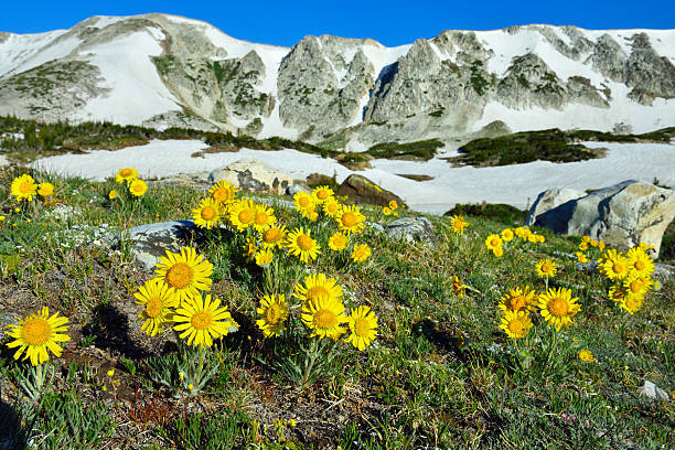 istock Alpine meadow with closeup wild flowers 533778003