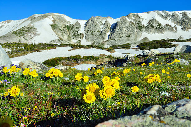 istock Alpine meadow with wild flowers closeup 533778727