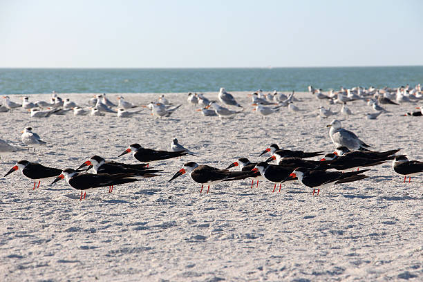 istock Flocks of birds sitting on the beach 533779131