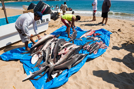 Mazunte, Mexico - November 14, 2014: Men gut and remove fins from numerous sharks just brought to shore via small boat in Mazunte, Mexico
