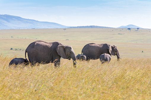 African elephant family walking in the savanna