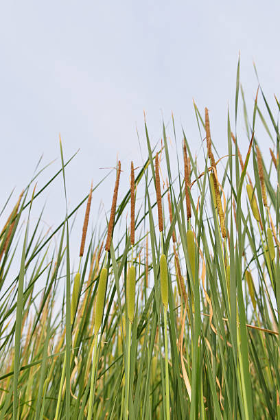 espadaña verde - long grass uncultivated plant stage plant condition fotografías e imágenes de stock