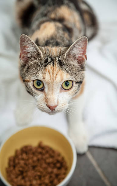 istock Hungry Stray Calico Tortoiseshell Cat Looking While Eating Dry Food 533780703