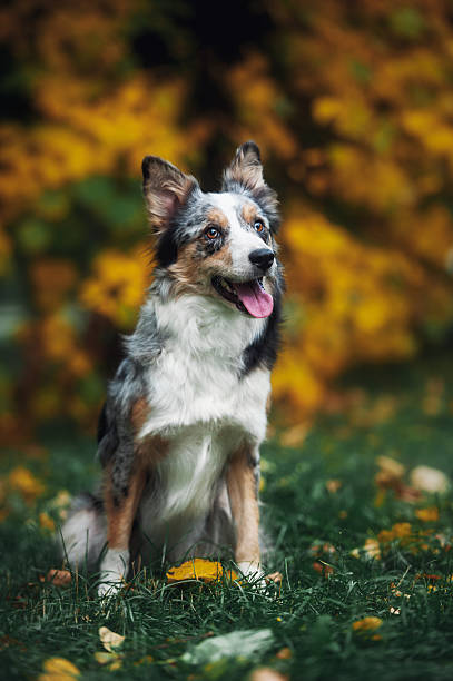 istock happy puppy border collie 533781357