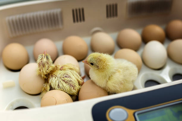 pollo amarillo recién nacido en la incubadora - animal egg incubator equipment horizontal fotografías e imágenes de stock