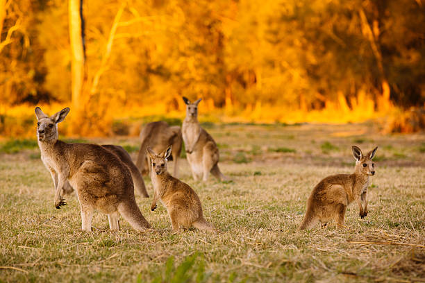 istock Herd of kangaroos at twilight 533831641