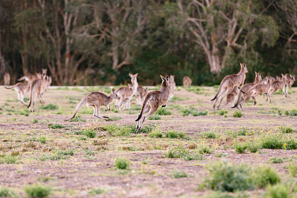 Herd of kangaroos run away stock photo