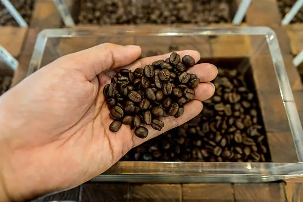 Coffee beans in a man's hand and container in the background