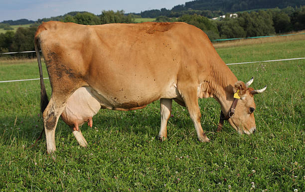 Jersey gravid cow grazing on a summer pasture stock photo