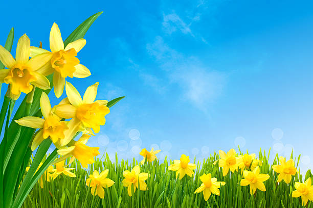 jonquilles contre ciel bleu - spring daffodil flower sky photos et images de collection