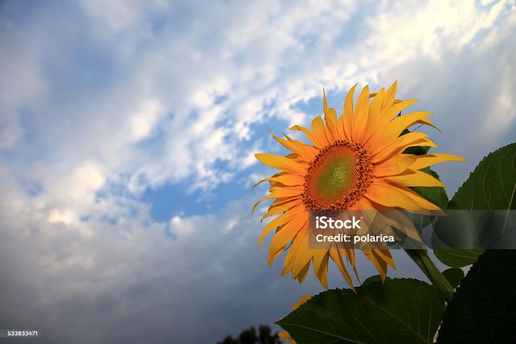 Sunflower Sunflower under a cloudy sky 2015 Stock Photo