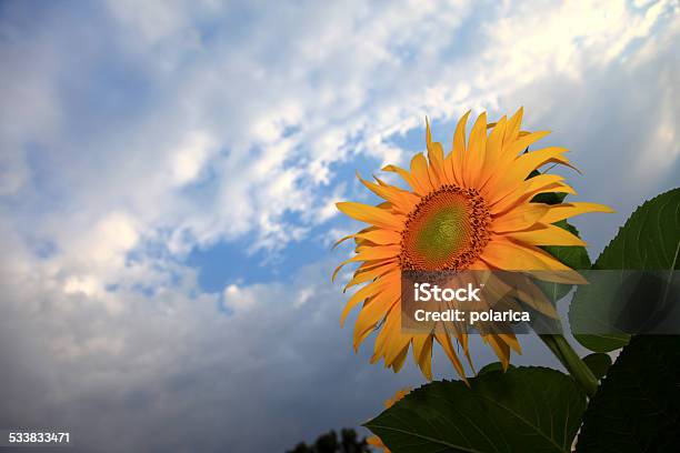 Sunflower Stock Photo - Download Image Now - 2015, Abstract, Agricultural Field