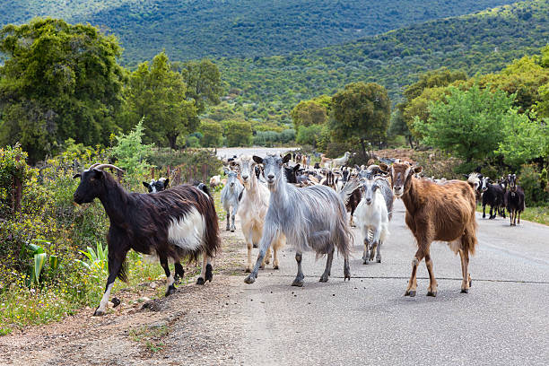 istock Herd of mountain goats walking on road 533834864