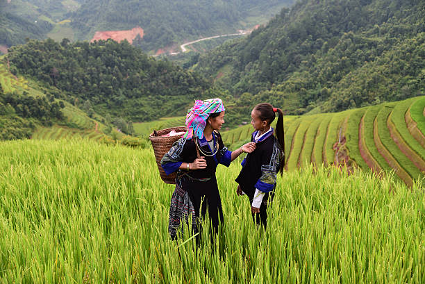 panier farmercarry sur les épaules - bali indonesia rice paddy rice photos et images de collection