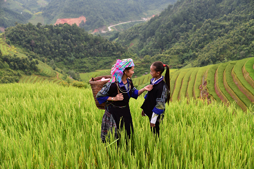 woman farmer carry basket on shoulder work on rice terrace with her daughter